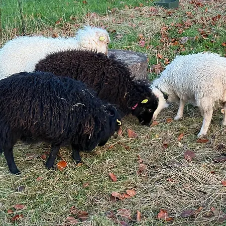 Otto Guest house Netphen