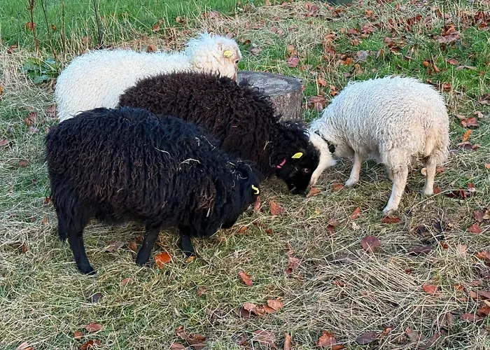 Otto Affittacamere Netphen